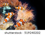 Sea Anemone And Clown Fish In...