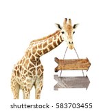 Giraffe With Two Wooden Arrows. ...