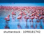 Africa. Kenya. Lake Nakuru. Flamingo. Flock of flamingos. The nature of Kenya. Birds of Africa.