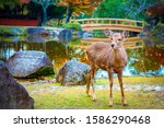 Japan. Japanese deer. The city of Nara. Roe deer stands by the pond in Nara Park. Japan National Park. Sights of the city of Kyoto. Deer strolling by the lake. Japanese nature. Young roe deer.