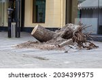 tree uprooted during a strong wind in the city among the paved area. Close up of the bottom of a tree that was blown over during a storm with the roots high in the air.