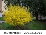 Large bush of yellow flowers of Forsythia plant in a garden in a sunny spring day, floral background. Forsythia × intermedia, or border forsythia is an ornamental deciduous shrub of garden origin.
