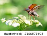 Small photo of Cockchafer (Melolontha melolontha) at the time of takeoff from the viburnum flower. Maybeetle in the dynamic moment of takeoff, macro.