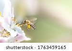 Flying honey bee collecting bee ...