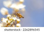 Flying honey bee collecting...