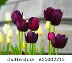  Dark Purple Tulip Flowers In...