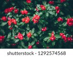 Small photo of Beautiful red vinca flower blooming with ventage tone
