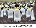 An adult King Penguin incubates an egg within it's breeding colony.