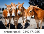 Four very friendly draft mules...