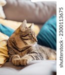 Small photo of Cute tubby cat on a yellow and blue pillows. Pet relaxing time. Selective focus. Animal life.