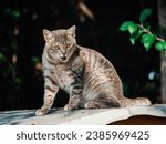 Small photo of Tabby cat with open mouth sitting on a metal rood. Dark nature background. Selective focus. Country pet life.