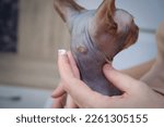 Small photo of Allergic skin diseases in domestic cats of the Sphynx. cat's wound from dermatitis. Skin diseases in cats. cat pimples. Atypical dermatitis in a domestic cat. Feline Allergies in Cats. Combs on the ne