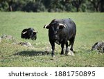 A Spanish Fighting Bull With...