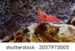 Small photo of View of The Saltwater Peppermint Shrimp (Lysmata wurdemanni) in the aquarium, also known as Veined Shrimp and Caribbean Cleaner Shrimp. It is a natural predator of the nuisance anemone- aiptasia