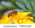 a hard-working bee pollinates a bright orange flower of marigolds. an incredibly beautiful and detailed macro insect on a delicate beautiful flower. bee pollinates garden flowers