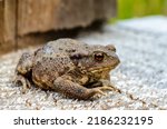 The common toad  european toad  ...