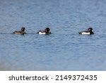 Three Tufted Ducks  Two Black...