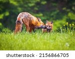 Cute Brown Mother Fox Grooming...