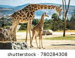Giraffe Family On A Walk
