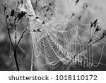 Cobweb In The Morning Dew