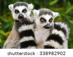 Two Adult Lemur Katta  Lemur...