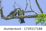 A Pair Of Mississippi Kite...