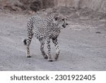 Small photo of Cheetah in reserve Northern Kwa Zulu Natal South Africa