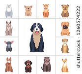 set of happy doggies portraits  ... | Shutterstock . vector #1260574222