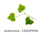 Small photo of Ivy gourd have a Insect eggs or leaves worm disease on the green leaves, isolated on white background.