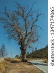 Small photo of Huge leafless tree at the edge of deserted road through hilly landscape with grove near Castelo Branco. Friendly and important city, it was a former bishopric in the central region of Portugal.