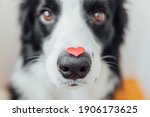 Small photo of St. Valentine's Day concept. Funny portrait cute puppy dog border collie holding red heart on nose on white background. Lovely dog in love on valentines day gives gift