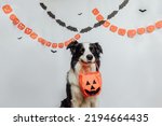 Small photo of Trick or Treat concept. Funny puppy dog border collie holding jack o lantern pumpkin basket for candy in mouth on white background with halloween garland decorations. Preparation for Halloween party