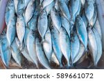 Fresh fish from commercial fisheries.