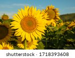 Sunflower cultivation at...