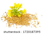 Mustard Plant With Yellow...