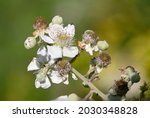 Close Up Of White Flowers On A...