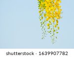 golden shower flowers  yellow... | Shutterstock . vector #1639907782