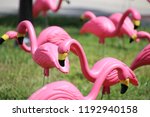 Flock Of Pink Plastic Flamingos ...