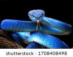 Blue viper snake closeup face, head of viper snake, Blue insularis, Trimeresurus Insularis, animal closeup