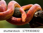 Red corn snake on branch, closeup snake, closeup snake