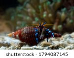 hermit crabs out of their shells, hermit crabs closeup