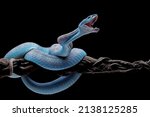 Blue viper snake on branch with ...