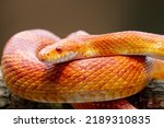 Red corn snake on branch, Corn snake closeup snake on wood