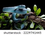 Blue viper snake on branch with isolated background, viper snake ready to attack, blue insularis snake, Closeup head snake