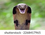 Closeup head of king cobra...