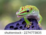Small photo of Beautiful Madagascar giant day gecko closeup on dry bud, Madagascar giant day gecko closeup