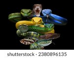 Small photo of Indonesian pit viper group, Indonesin pit vipet snakes, Group of Indonesian venomous snake, Pit Viper snake clooseup