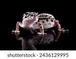 Small photo of Eublepharis macularius bandit closeup on isolated background, Leopard gecko "eublepharis macularius bandit" on isolated background