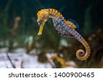 Specimen of longsnout seahorse  ...