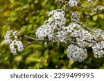 White flowers of pear trees blooming in spring closeup on blurred background